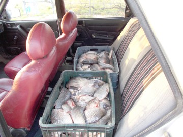 Peste 100 kilograme de peşte confiscate de poliţiştii de frontieră